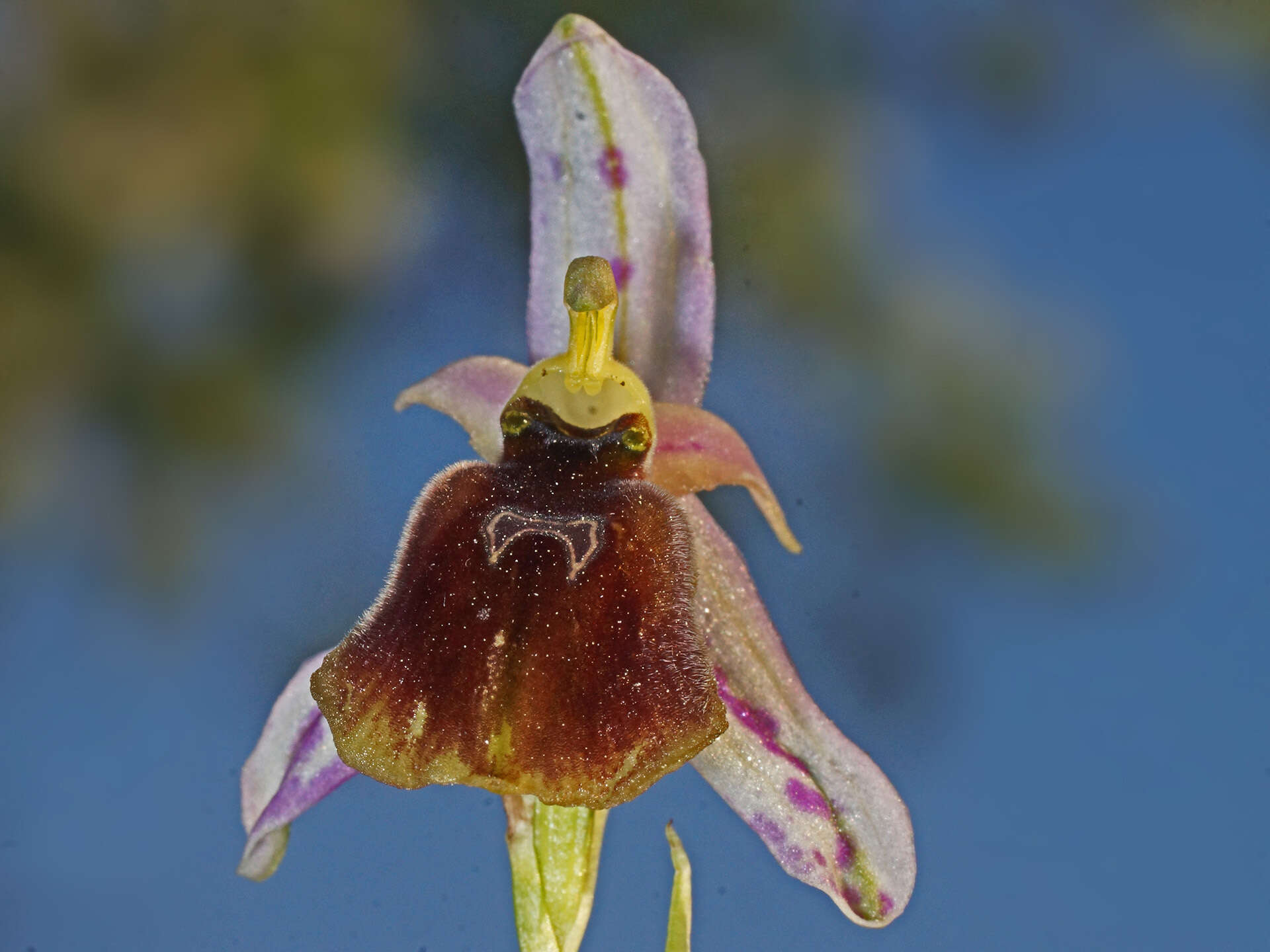 Image of Ophrys argolica subsp. lesbis (Gölz & H. R. Reinhard) H. A. Pedersen & Faurh.