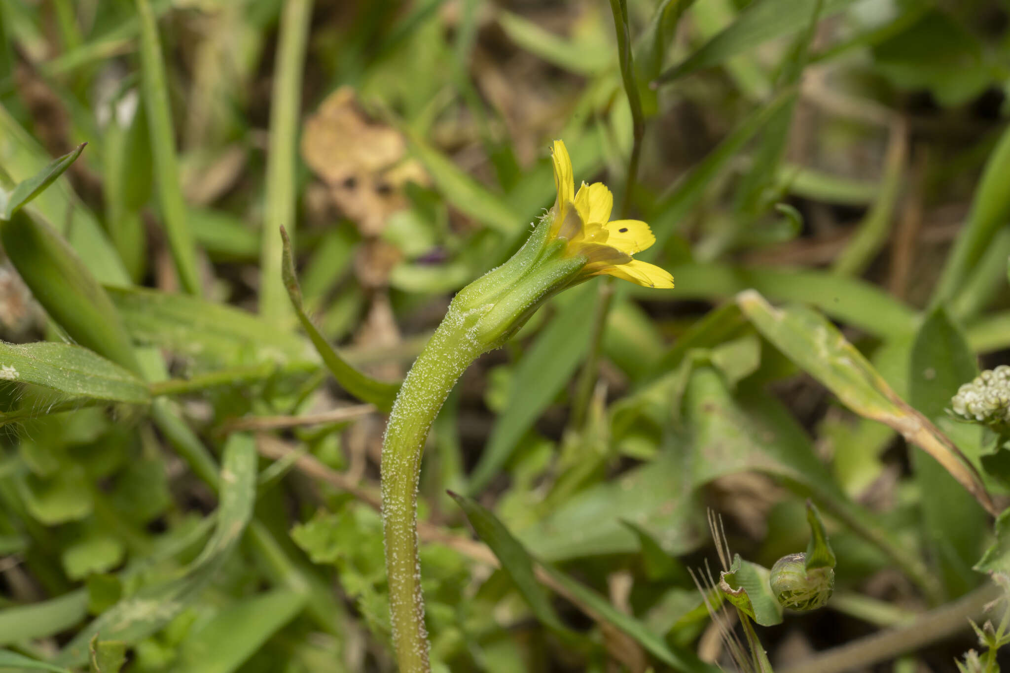 Image of Hyoseris scabra L.