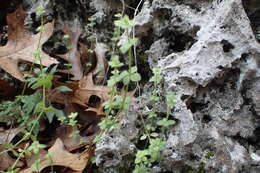 Plancia ëd Galium texense A. Gray