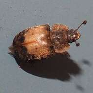 Image of Sap beetle