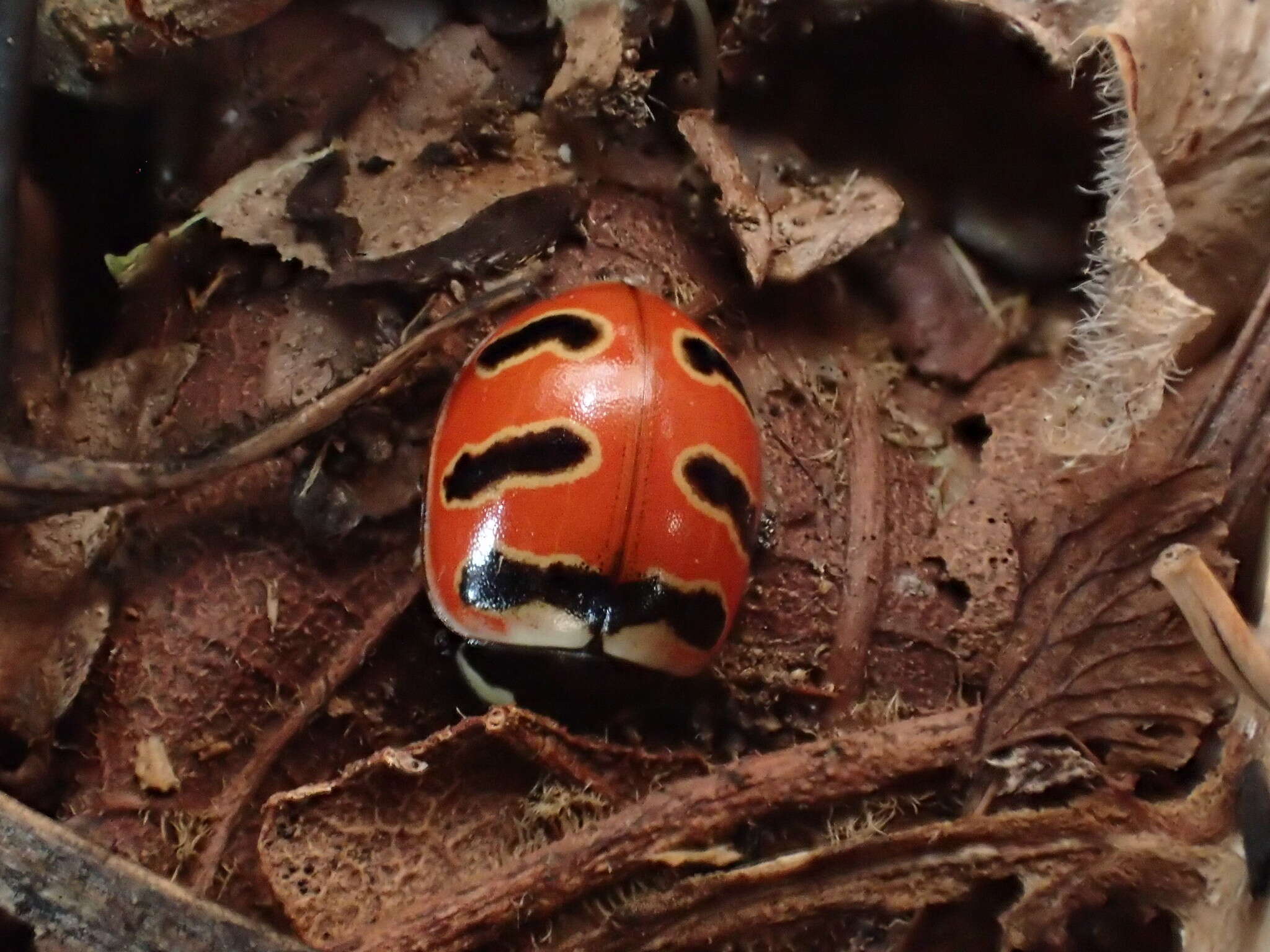 Image of Coccinella trifasciata perplexa Mulsant 1850