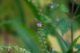 Mosla scabra (Thunb.) C. Y. Wu & H. W. Li resmi