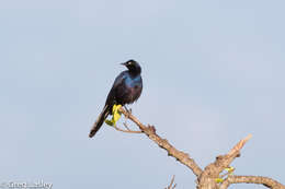 Image of Rueppell's Glossy-Starling