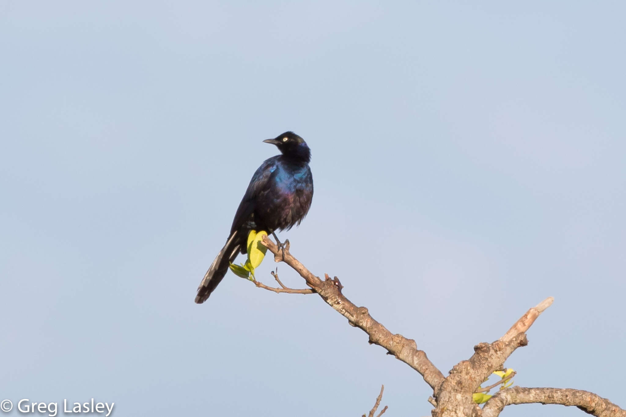 Image of Rueppell's Glossy-Starling