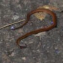 Image of Philippine Cylindrical Snake