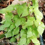 Image of Begonia wallichiana Lehm.