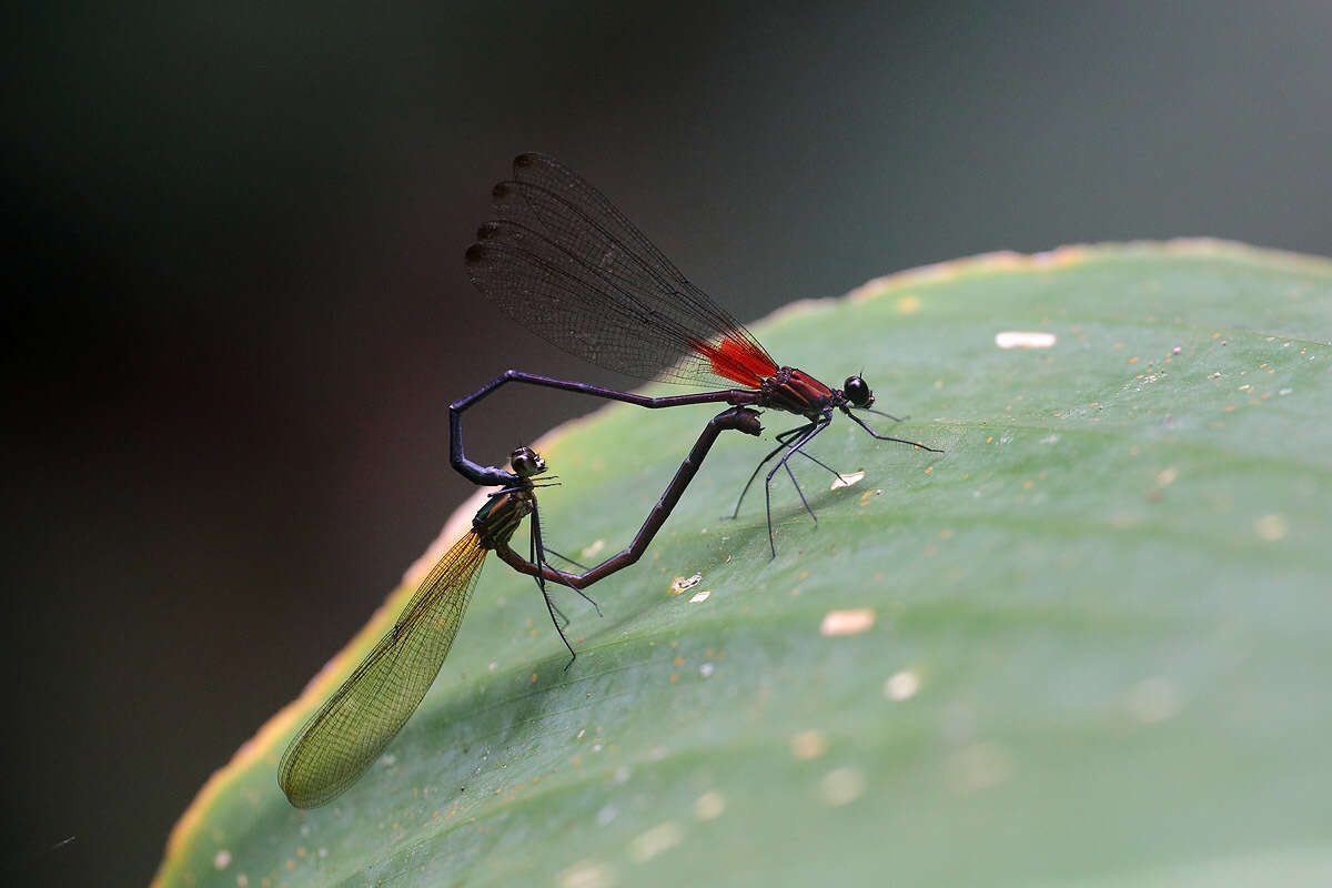 Image of Hetaerina fuscoguttata Selys 1878