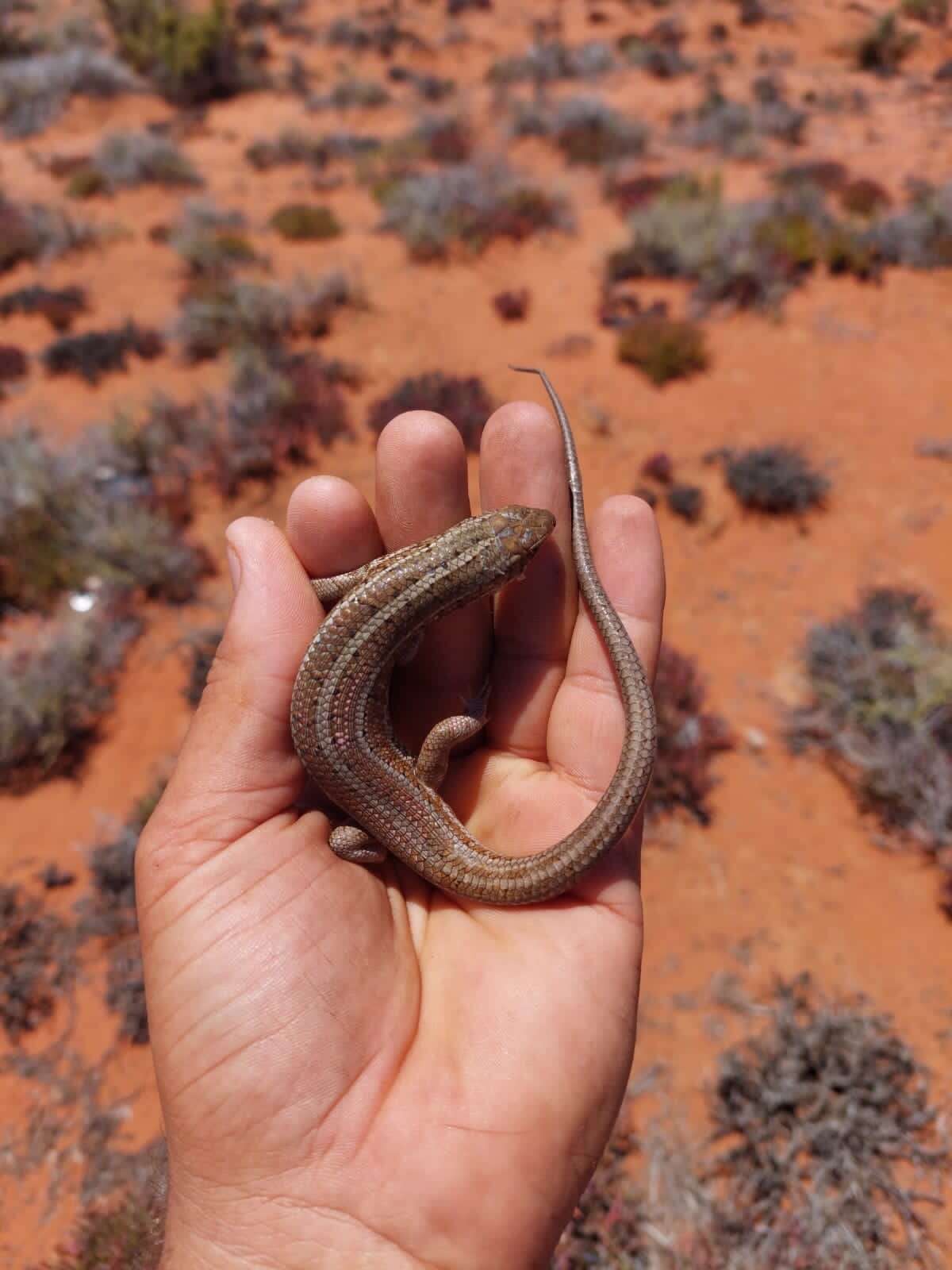 Image of Western three-striped skink