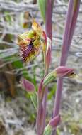 Calochilus pruinosus D. L. Jones的圖片