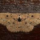 Image of Cyclophora carsoni