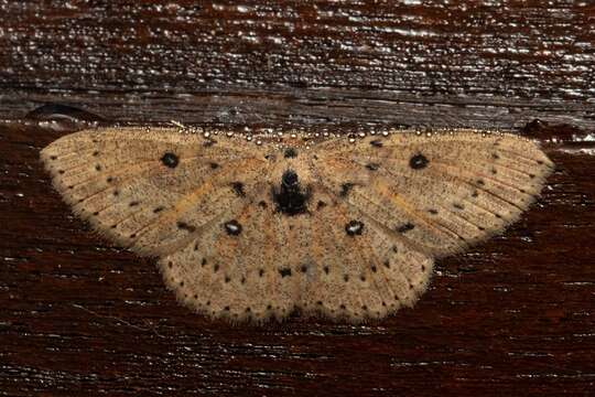 صورة Cyclophora carsoni