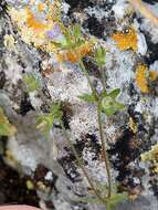 Image of Campanula erinus L.