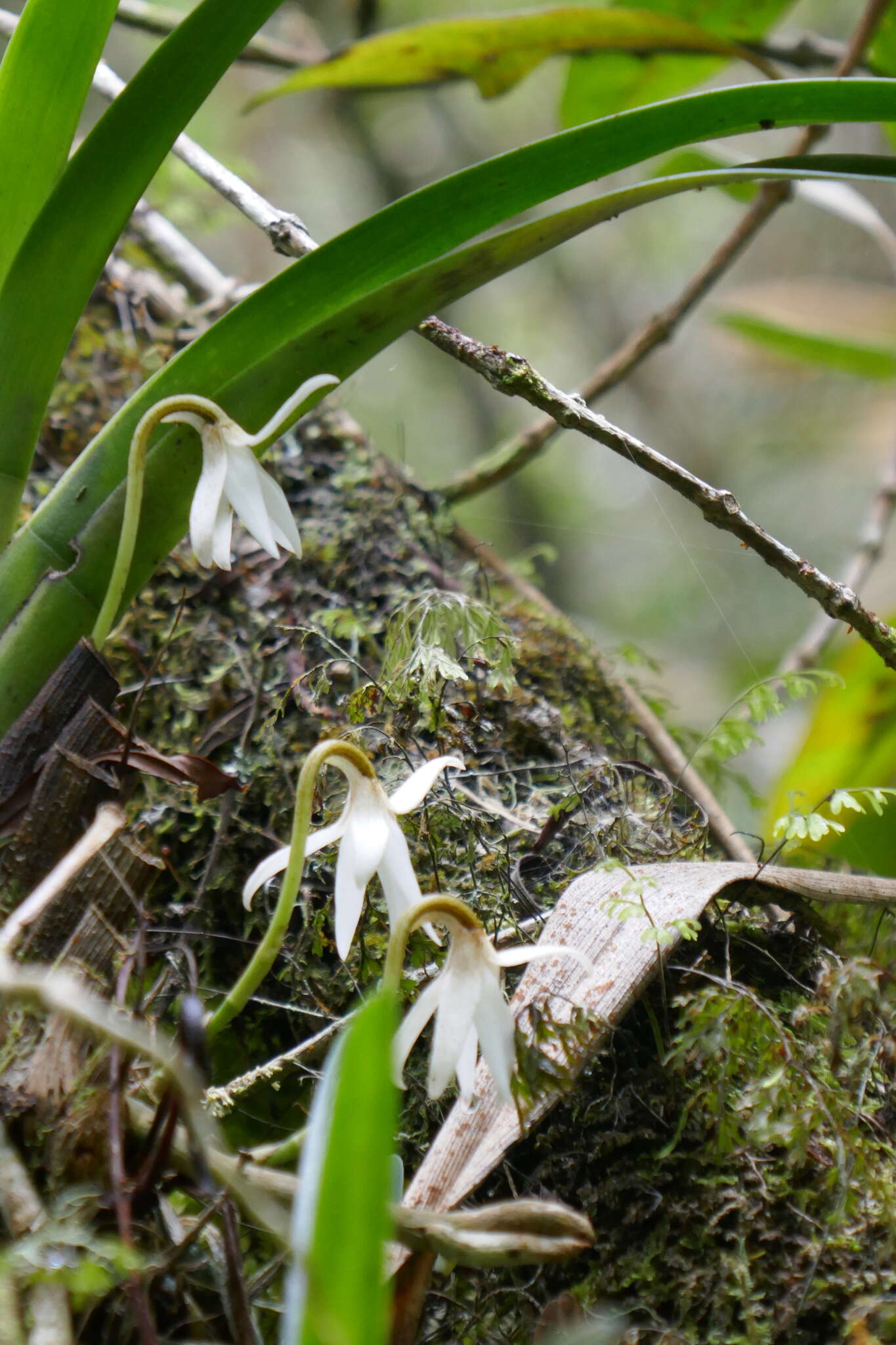 Jumellea triquetra (Thouars) Schltr. resmi