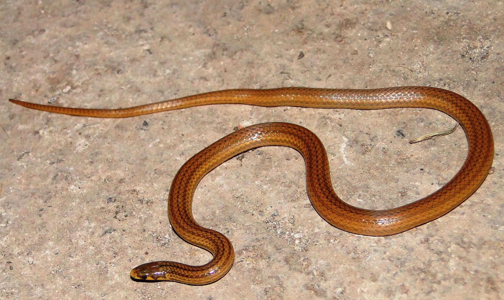 Image of Mountain Centipede Snake