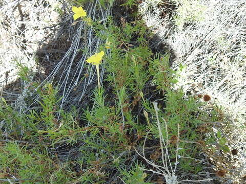 Imagem de Oenothera hartwegii Benth.