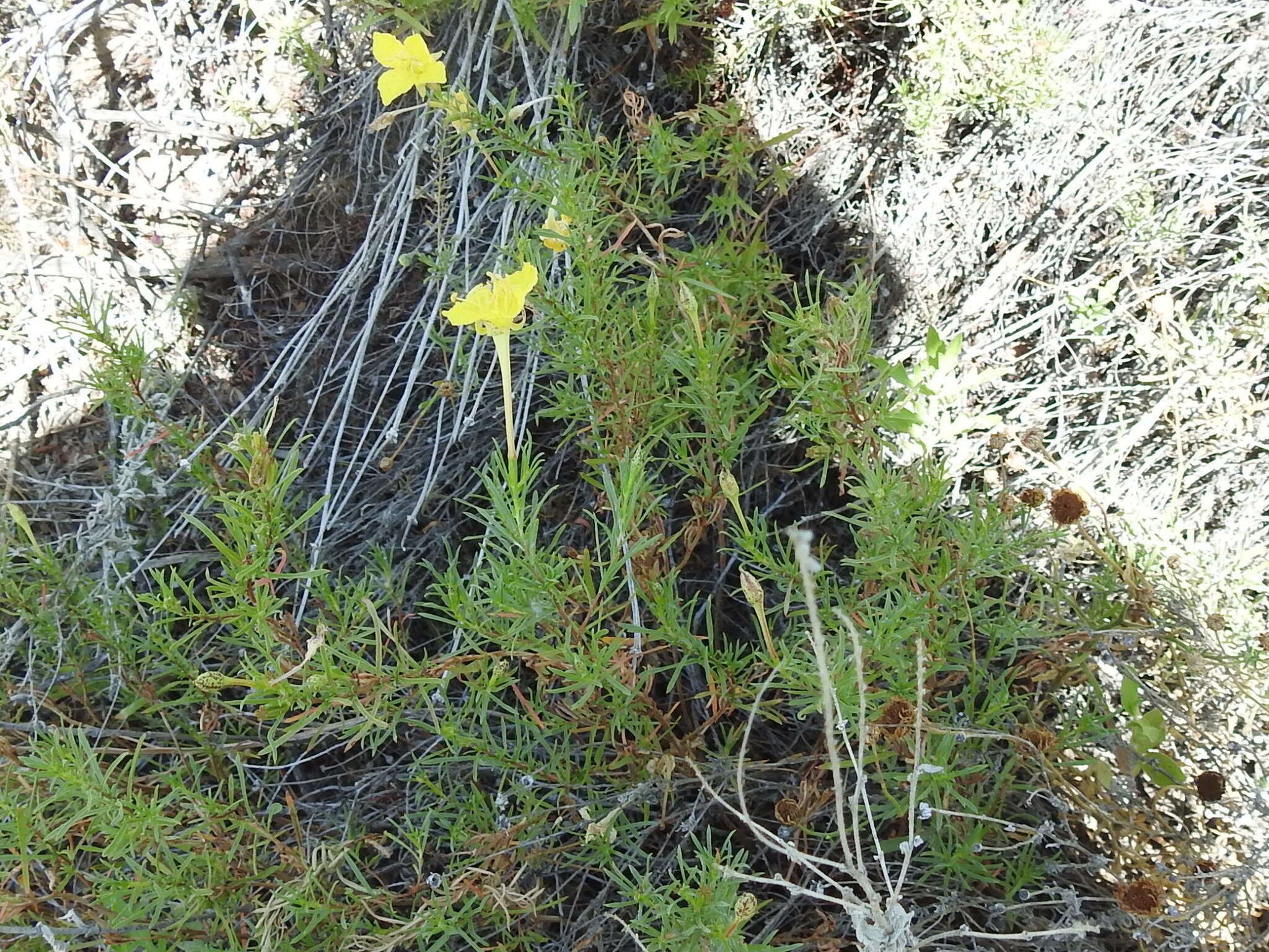 Sivun Oenothera hartwegii Benth. kuva