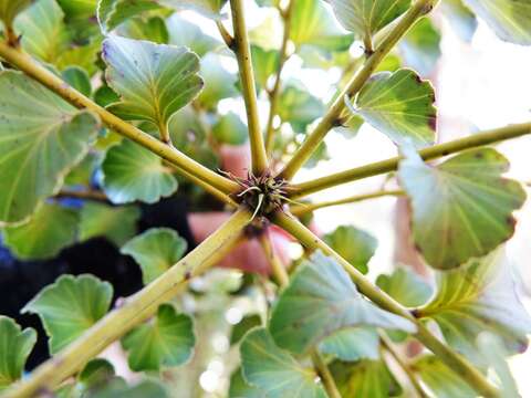 Image of Celery-top Pine