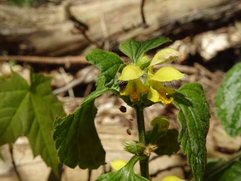 Image of Lamium galeobdolon subsp. galeobdolon