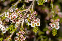 Thryptomene micrantha Hook. fil.的圖片