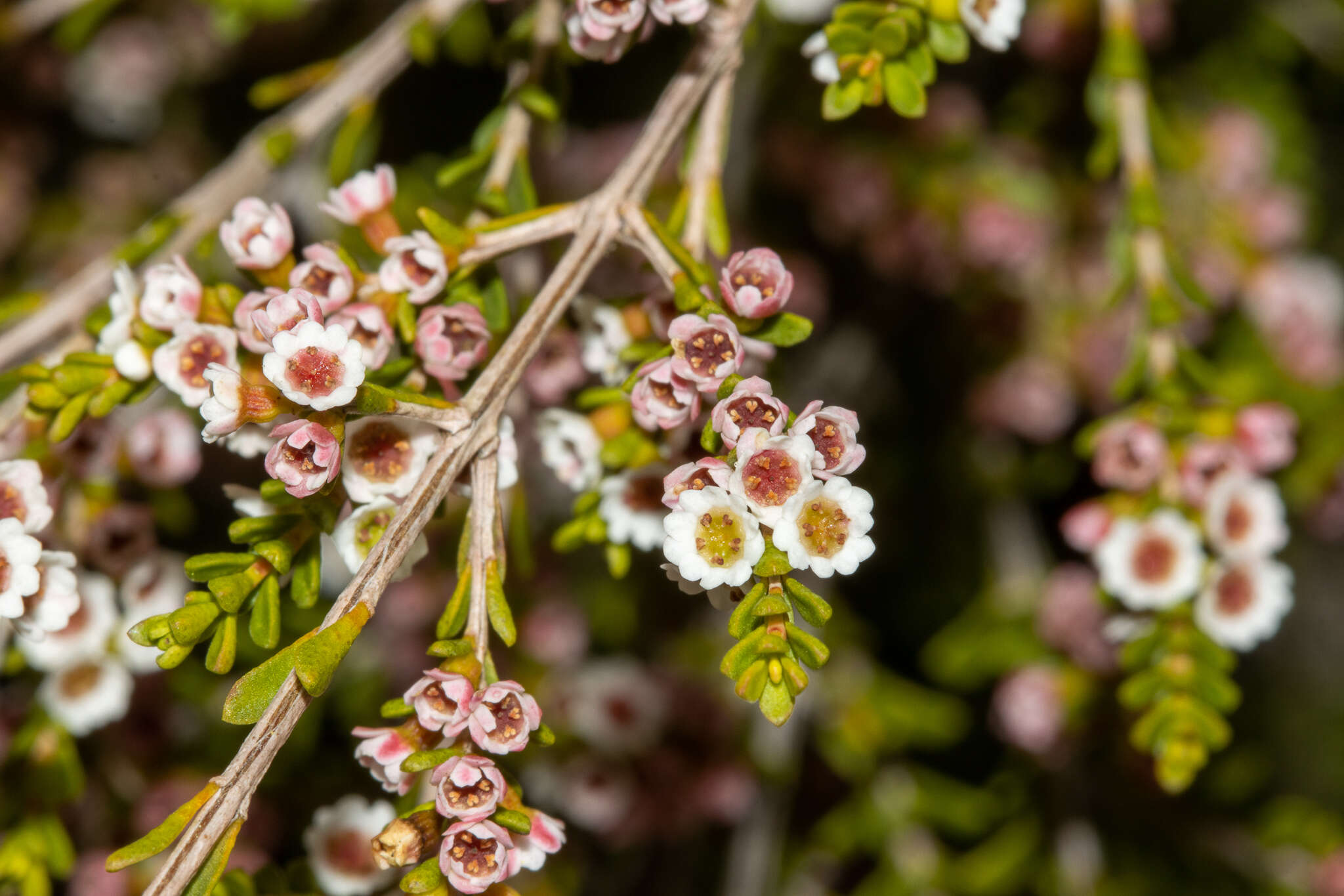 Thryptomene micrantha Hook. fil. resmi