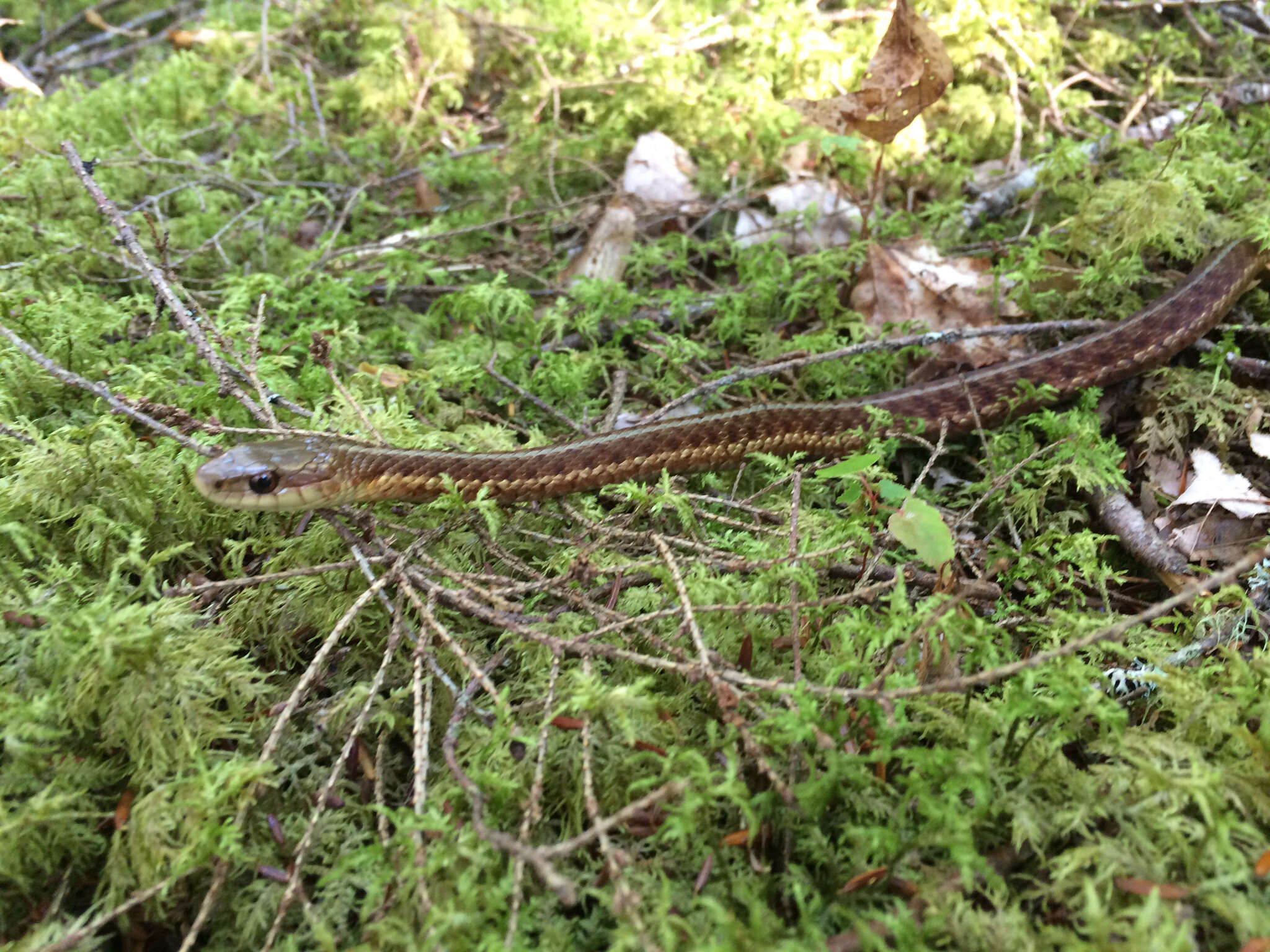 Image of Thamnophis sirtalis pallidulus Allen 1899