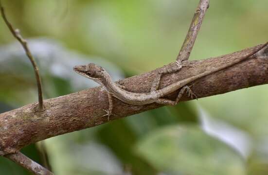 Image of Santiago Grass Anole