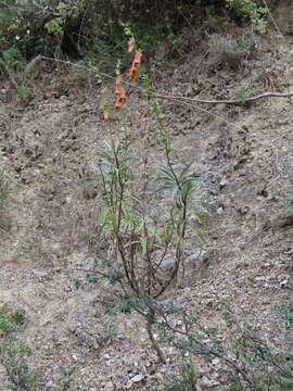 Imagem de Digitalis obscura subsp. obscura