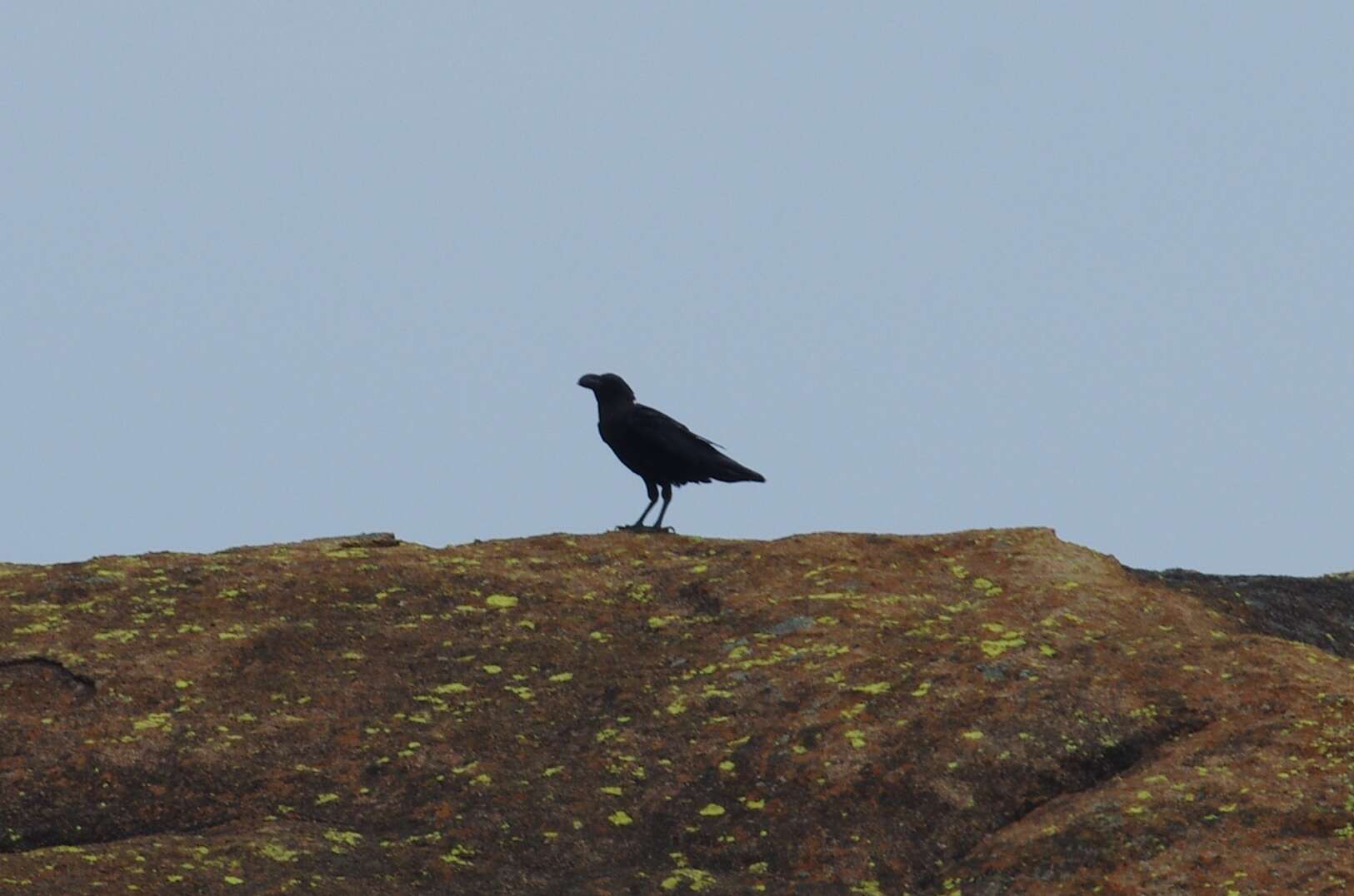 Image of White-necked Raven