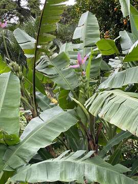 Image of Musa ornata Roxb.