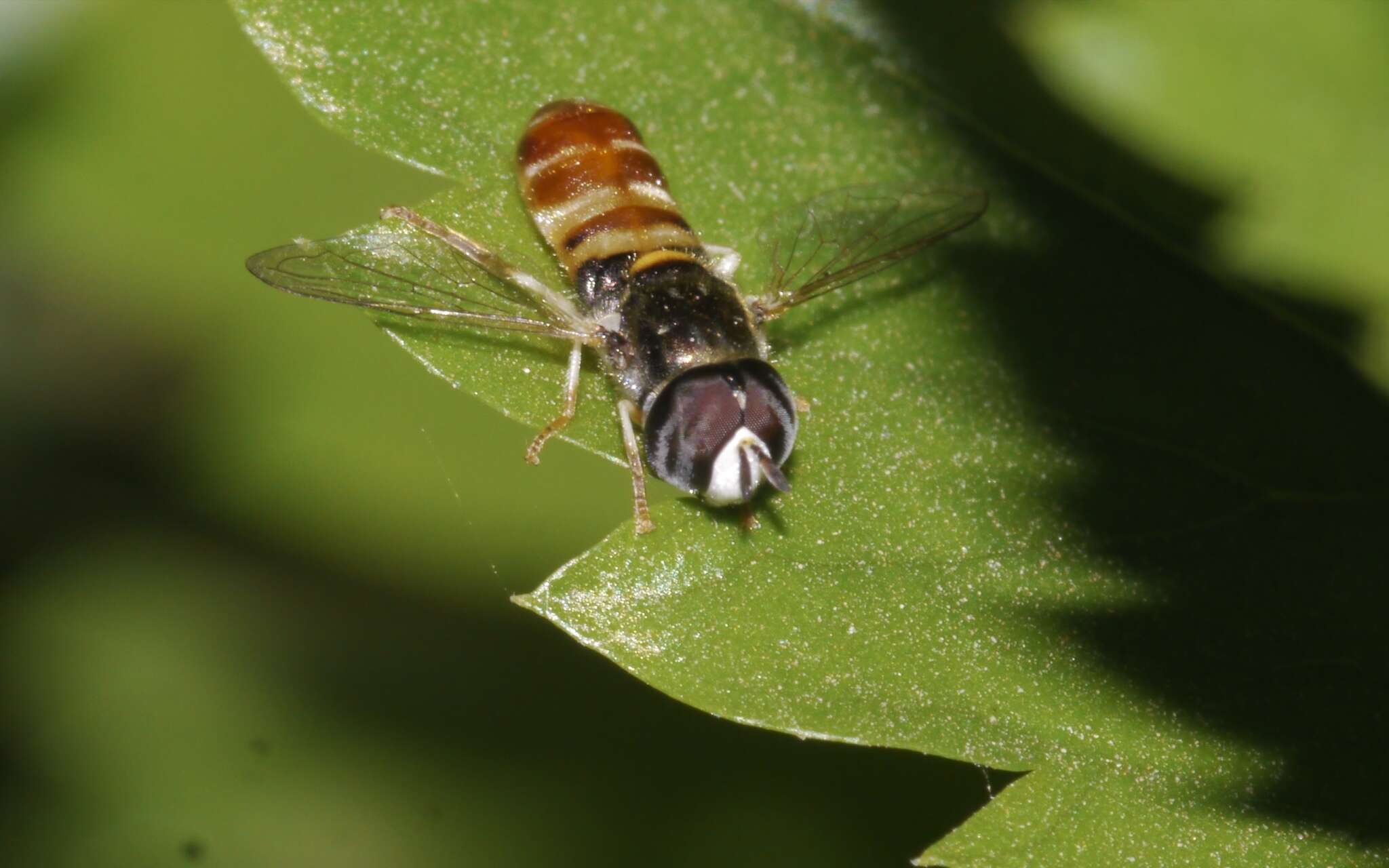 Image of Paragus quadrifasciatus Meigen 1822