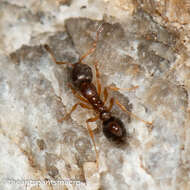 Image of Ant