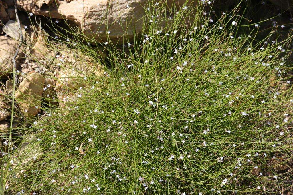 Imagem de Lobelia patula L. fil.