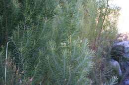 Plancia ëd Leucadendron salicifolium (Salisb.) I. Williams