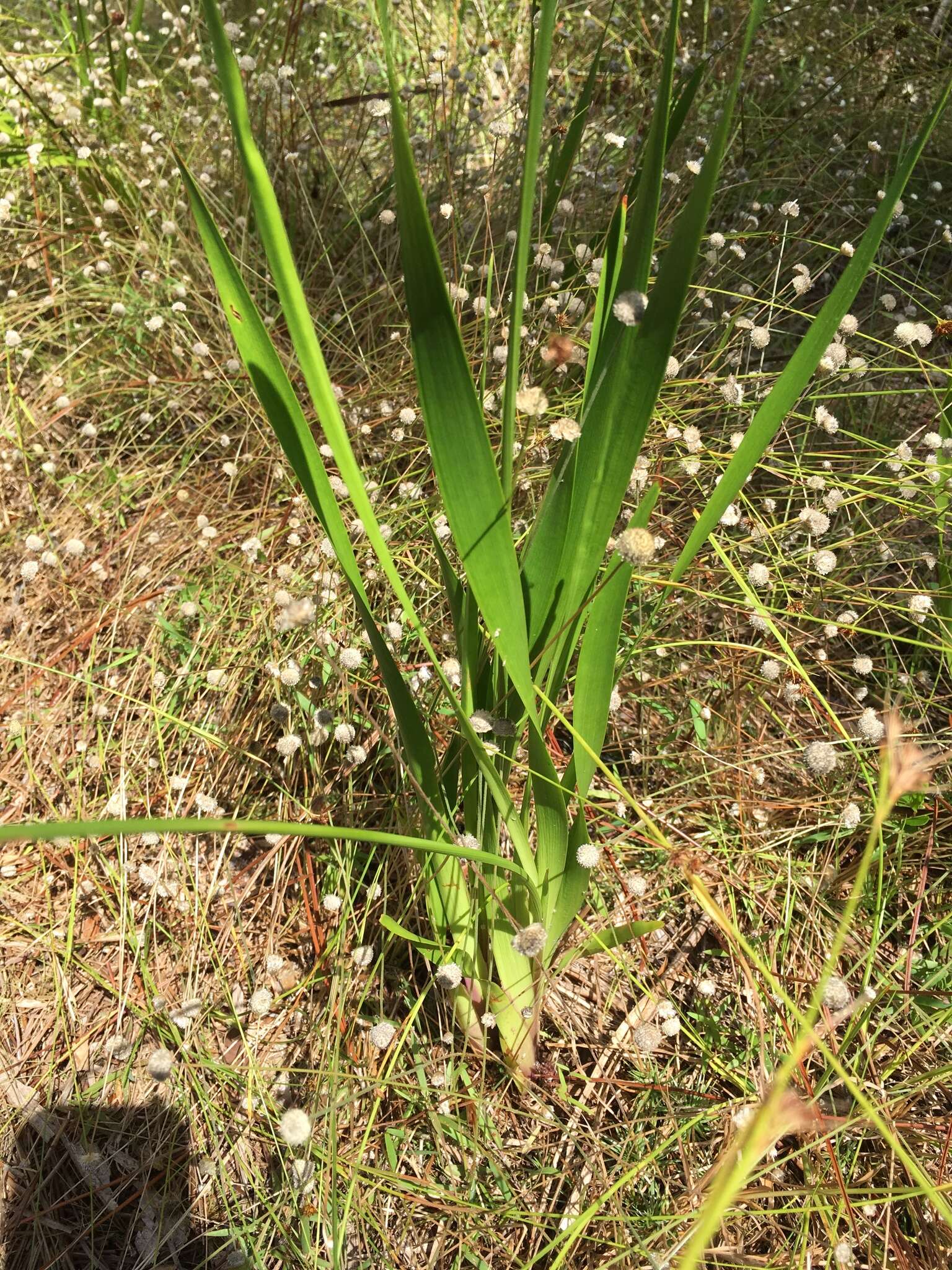 Image of Tall Yellow-Eyed-Grass