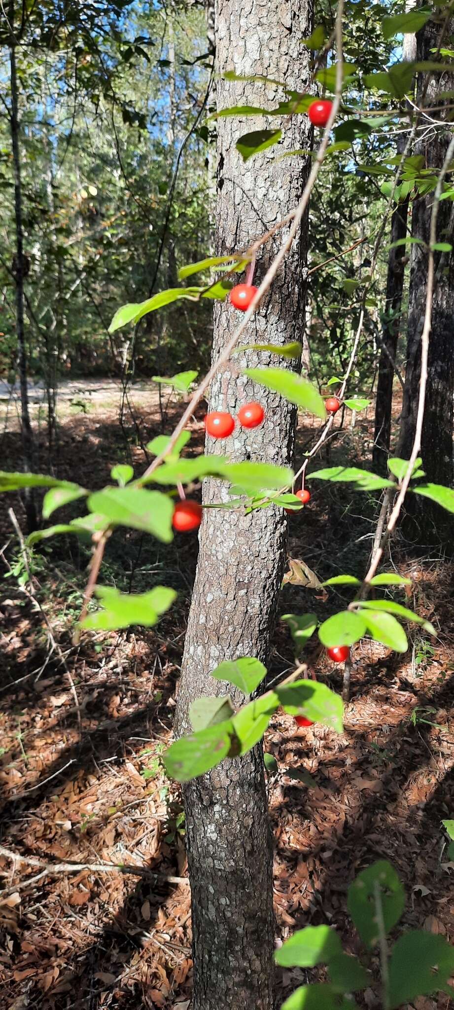 Image of Georgia Holly