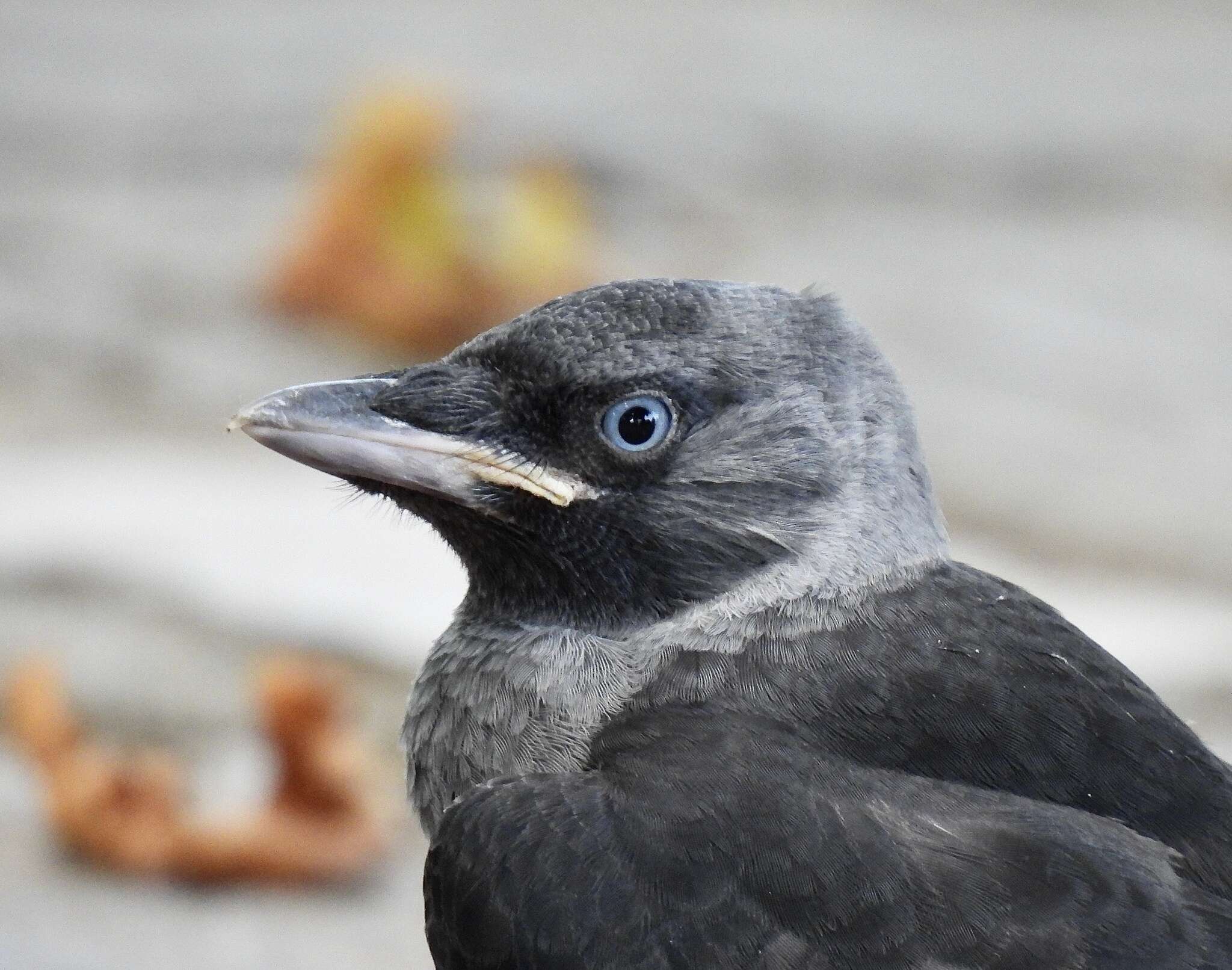 Sivun Corvus monedula soemmerringii kuva