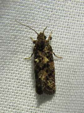 Image of Cresson's Grass-tubeworm Moth