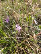 Image of Siberian phlox