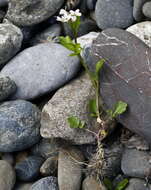 Image of Cardamine scutata Thunb.