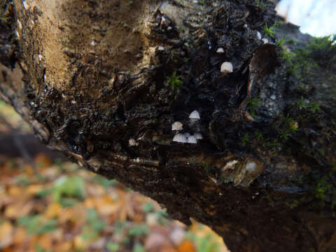 Image of Mycena pseudocorticola Kühner 1938