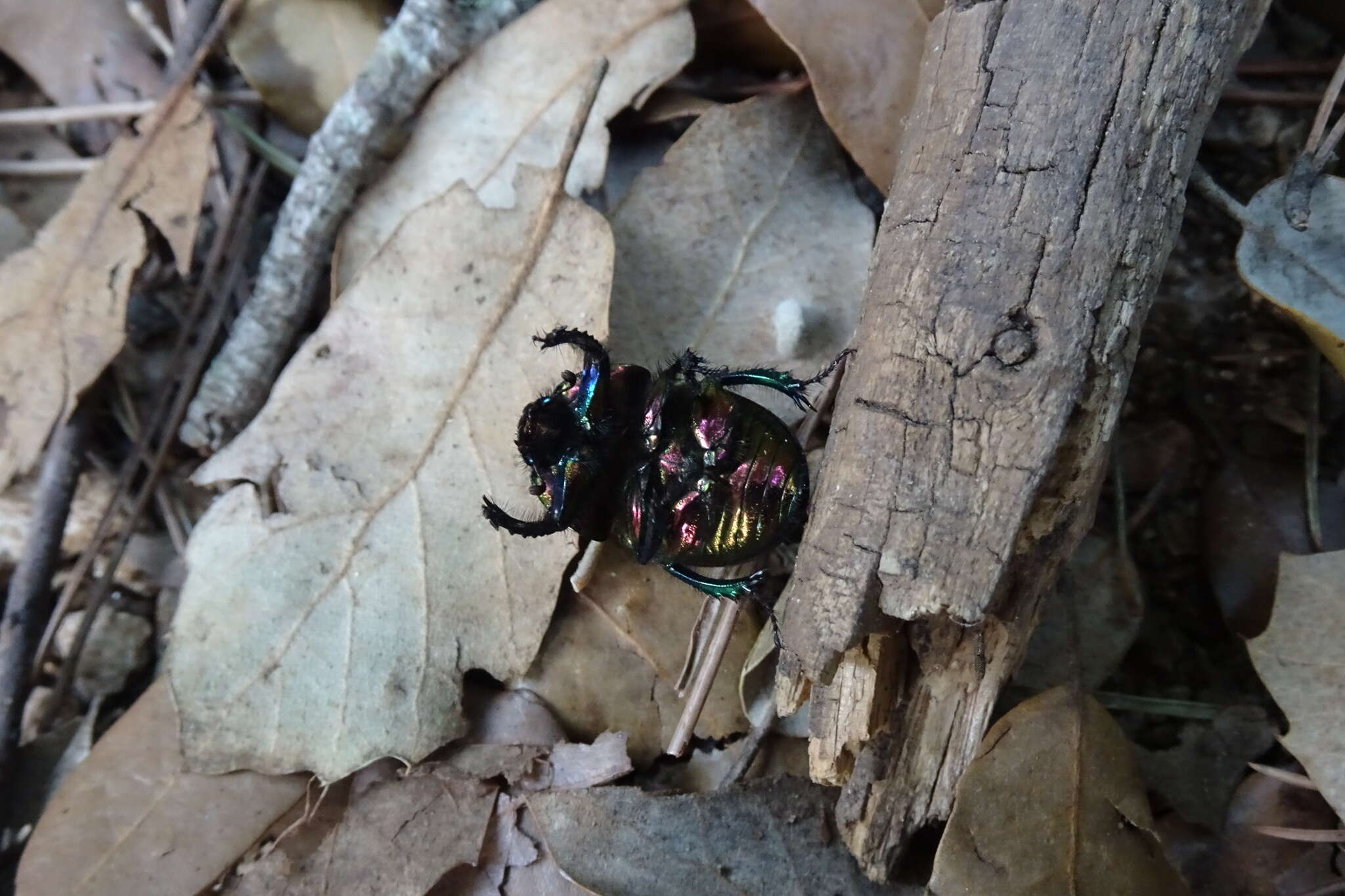 Image of Sericotrupes niger (Marsham 1802)