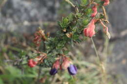 Image de Brachyotum strigosum (L. fil.) Triana