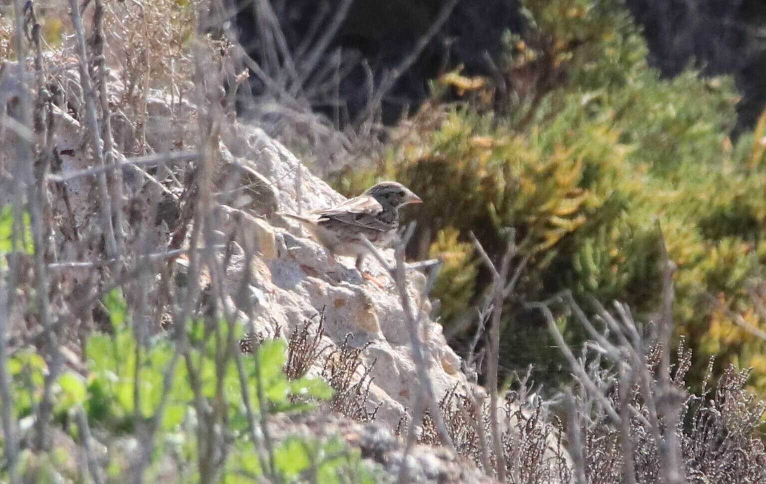 Passerculus sandwichensis rostratus (Cassin 1852) resmi