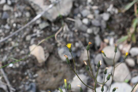 Image of Crepis multicaulis Ledeb.