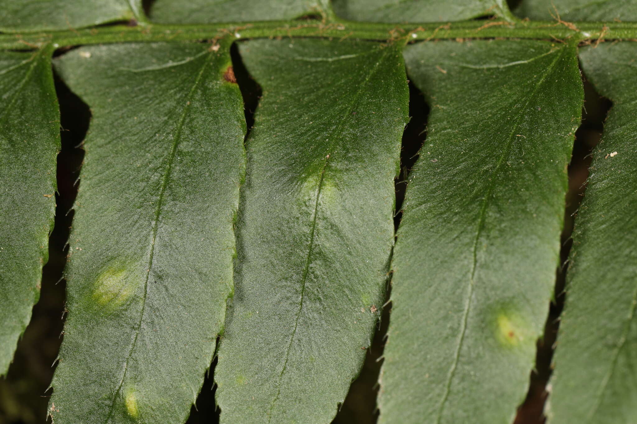 Image of Taphrina polystichi Mix 1938