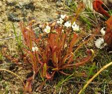 Image of slenderleaf sundew