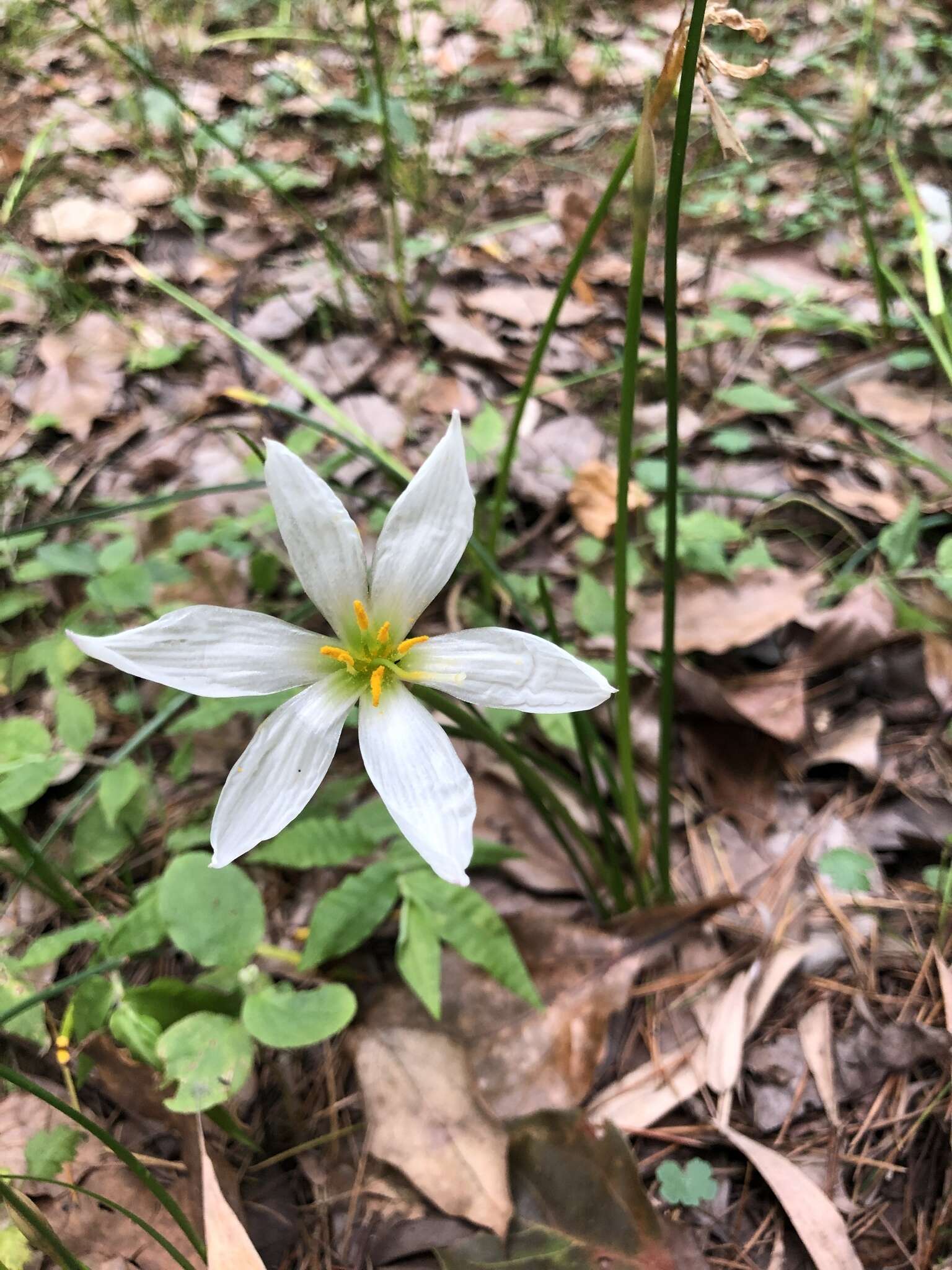 Image of autumn zephyrlily