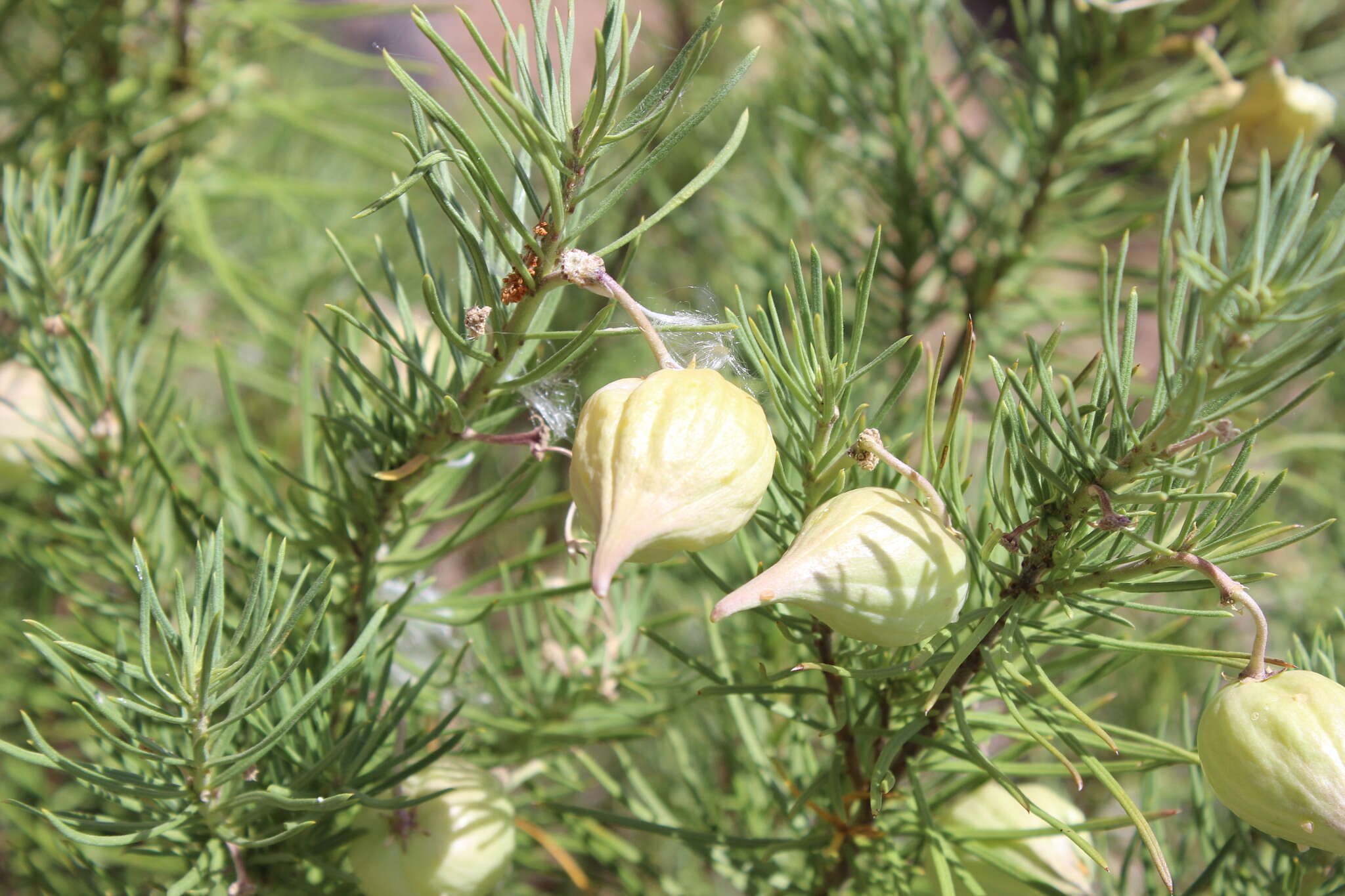 Image of pineneedle milkweed