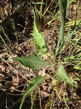 Image of tapertip hawksbeard