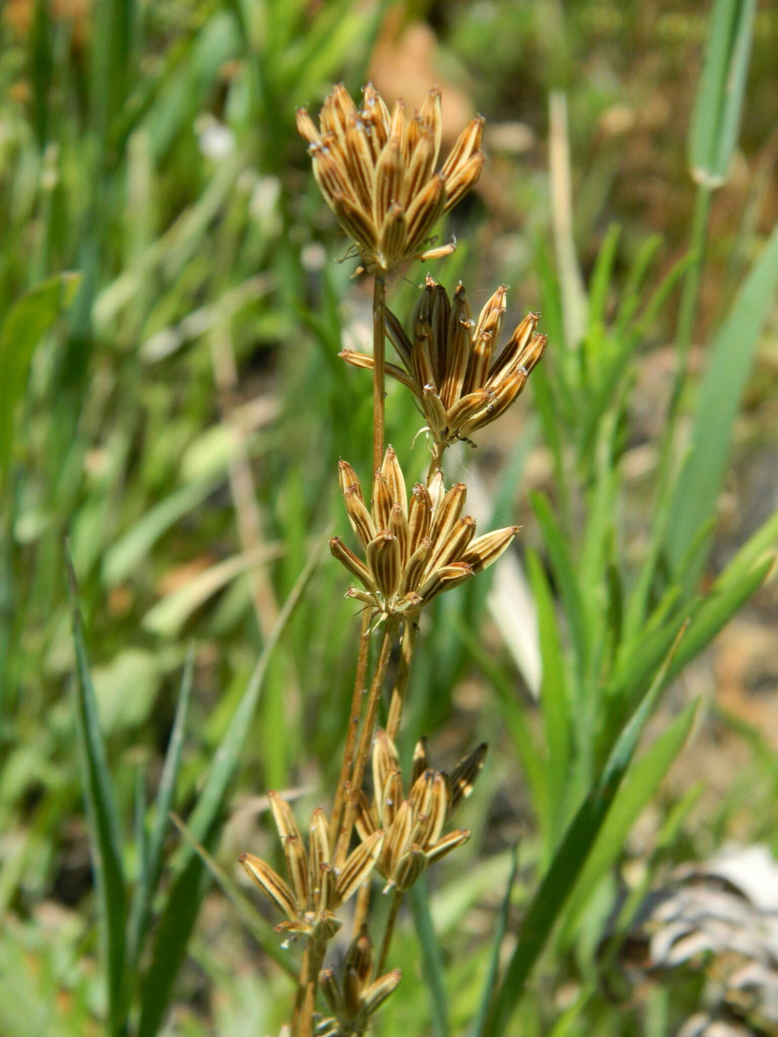 Image de Lomatium bicolor (S. Wats.) Coult. & Rose